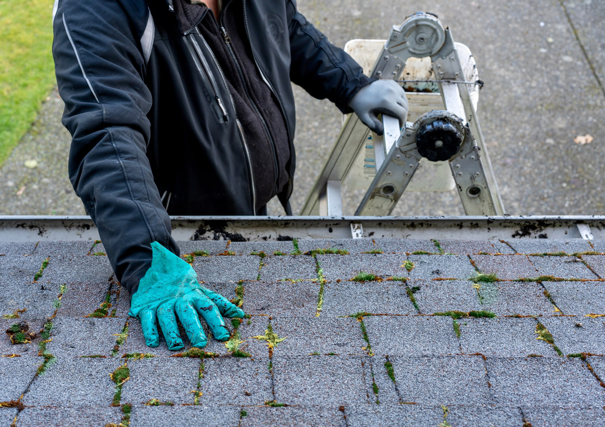 How Often Should You Clean Moss and Algae off a Roof?