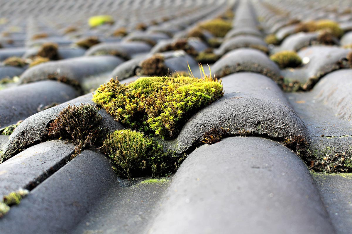Why Roof Moss Removal Is So Important to the Integrity of a Home